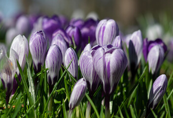 purple crocus flowers in a grass