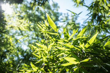 bamboos in a bamboo forest