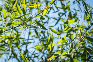 Naklejka premium bamboos in a bamboo forest