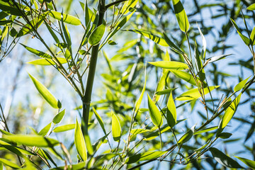 bamboos in a bamboo forest
