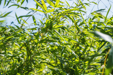 bamboos in a bamboo forest