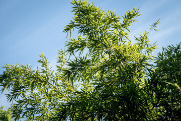 bamboos in a bamboo forest