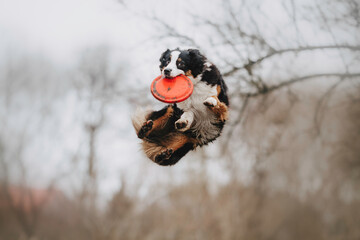 Funny Australian Shepherds dog run and fly for frisbee in spring