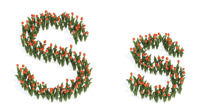 Concept or conceptual set of beautiful blooming tulip bouquets forming the font S. 3d illustration metaphor for education, design and decoration, romance and love, nature, spring or summer.