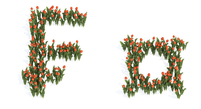 Conceptual set of beautiful blooming tulip bouquets forming the french franc and ¤ signs. 3d illustration metaphor for education, design and decoration, romance and love, nature, spring or summer.