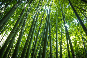 Fototapeta premium bamboos in a bamboo forest