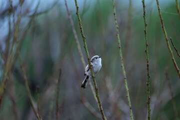 Long-tailed tit(Aegithalos caudatus)