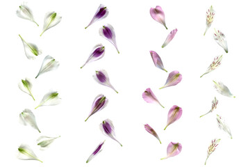 Set of  flowers. Flower petals isolated on white