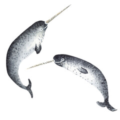 Hand drawn watercolor narwhals. An illustration for printing design. Isolated on white.  © Elena Valeto