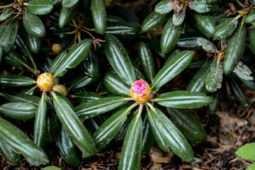 Colorful rhododendron in the unique park in Latvia