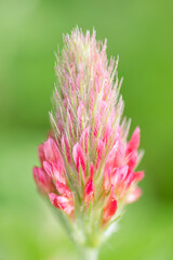 Closeup details of the feathery petals of crimson clover.