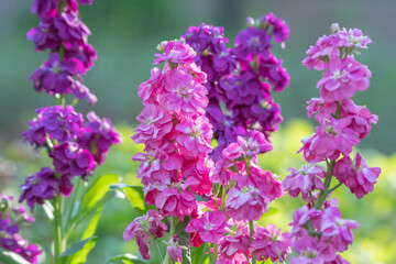 Matthiola incana plants are a delicate but vibrant addition to the spring garden.