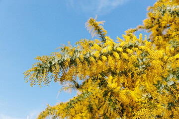 Fototapeta na wymiar 青空と黄色に咲くミモザの花