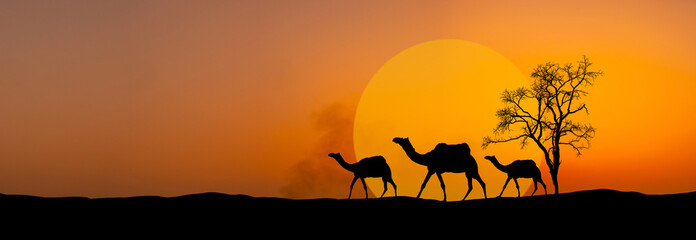 Naklejka na ściany i meble Panorama Silhouette three camel at sunset and big sun on the dunes of the Thar desert. Jaisalmer, India.South Asia.