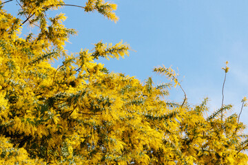 Fototapeta na wymiar 青空と黄色いミモザの花