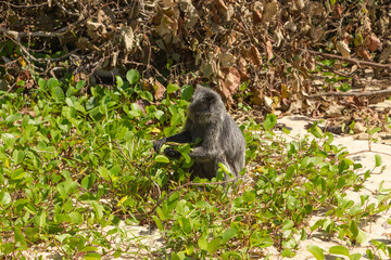 Silvery lutung or silvered leaf langur monkey (Trachypithecus cristatus) feeding in Bako national park on the sand beach.