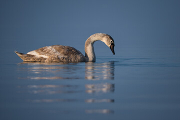 Young swan in the infinity of the blue lake