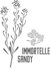 Immortelle sandy flower vector silhouette. Helichrysi arenarii flores medicinal herbal outline. Sandy everlasting silhouette for pharmaceuticals and coocking. Set of outline immortelle sandy medicinal