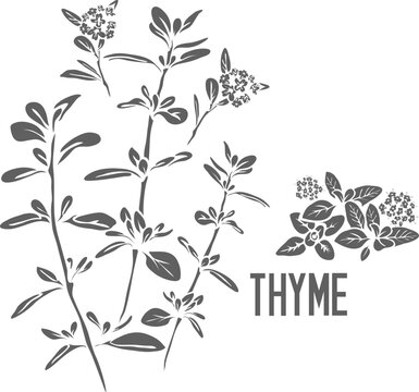 Thyme flowers and leafs vector silhouette. Thymi serpylli herba medicinal herbal outline. Thyme inflorescences with leaf silhouette for pharmaceuticals. Set of outline thyme stem medicinal plant