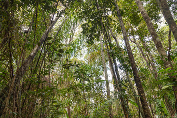 Wild jungle in Bako national park. Vacation, travel, tropics concept.