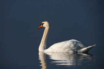 High contrast image of a swan