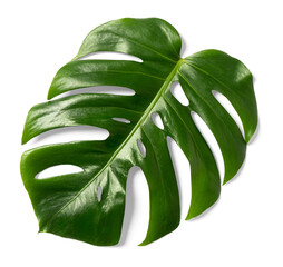 Monstera Leaf