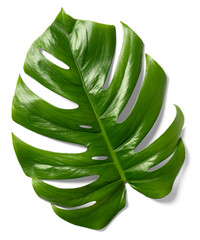 Monstera Leaf © Mr.Mockup Stock