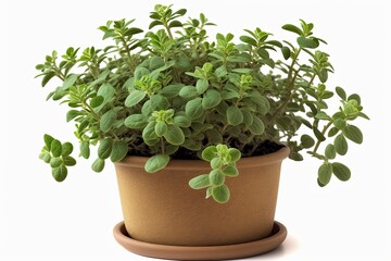 Oregano, an aromatic herb, growing in a pot on a white background; a notion for a home garden. Superior image quality. Generative AI