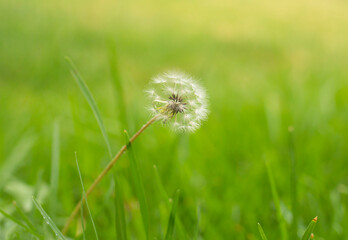 close-up of a dandelion with green grass background