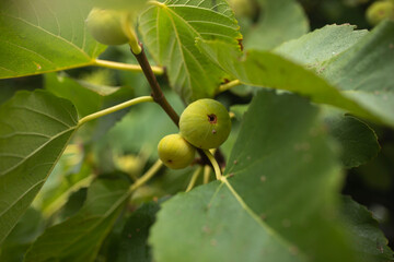 Green figs on a fig tree in Adelaide, South Australia, during summer