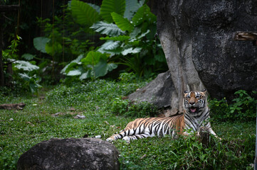 tiger in the zoo of thailand asia