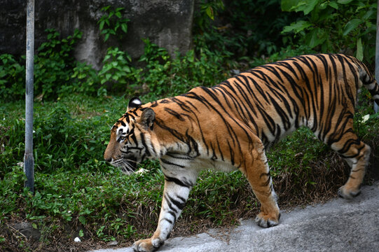 tiger in the zoo of thailand asia