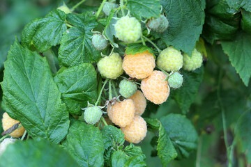 Yellow raspberries branch on the plant growing in the garden.