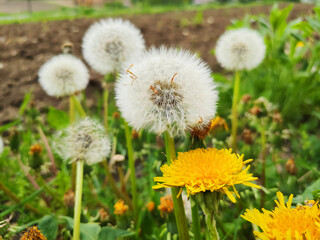 Dandelions flowers growing on meadow.
