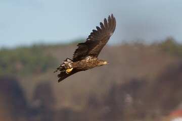 Naklejka na ściany i meble White-tailed Eagle on the west coast in Sweden