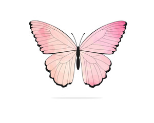butterfly on white background