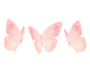 pink butterfly rose petals on white