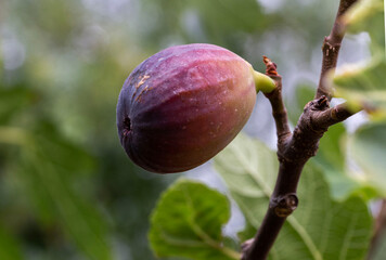 organic ripe purple fig on a fig tree in Adelaide, South Australia during summer