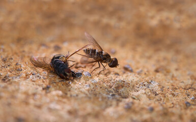 close-up macro shot of a honey bee next to a dead fly
