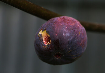 organic ripe purple fig on a fig tree in Adelaide, South Australia during summer