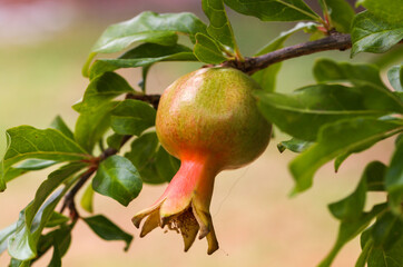 fresh and organic pomegranate on a tree in Adelaide, South Australia