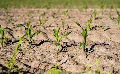 Growing young green corn seedling sprouts in cultivated agricultural farm field, shallow depth of field. Agricultural scene with corn's sprouts in earth closeup.