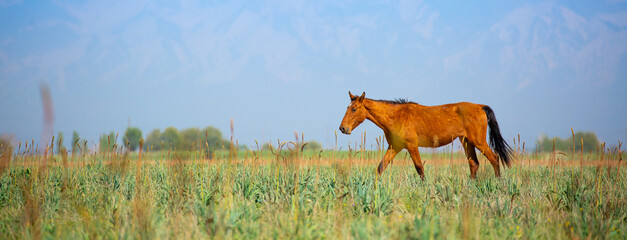 Horse and newborn foal on the background of mountains, a herd of horses graze in a meadow in summer...