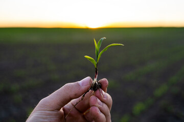 Farmer holding corn sprout with root and researching plant growth. Examining young green corn maize crop plant in cultivated agricultural field.