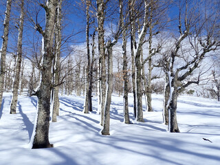 Winter and cold Algeria in North Africa, Winter snow mountain cabin panorama. Winter mountain snow panorama forest tree. landscape winter mountain snow. Snowy winter mountains, jijel Algeria sun cloud