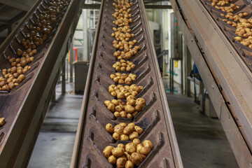 Belt conveyor lines with potatoes at the chips factory.