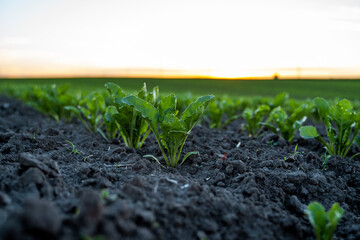 Young green sugar beet leaves in the agricultural beet field in the evening sunset. Agriculture.