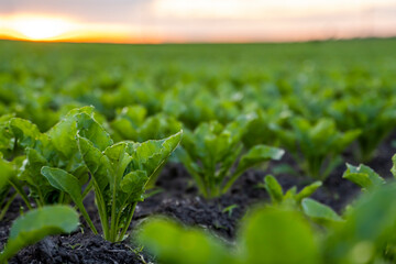 Close up young sugar beet leaves grows in the agricultural beet field in the evening sunset. Agriculture.