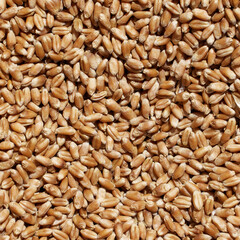 Wheat grains close-up view. Wheat grains background. Dry ripe wheat grains. Preparation for Agricultural season. Preparation of seeds for sowing. Agricultural background