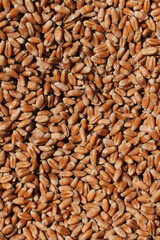Wheat grains close-up view. Wheat grains background. Dry ripe wheat grains. Preparation for Agricultural season. Preparation of seeds for sowing. Agricultural background
